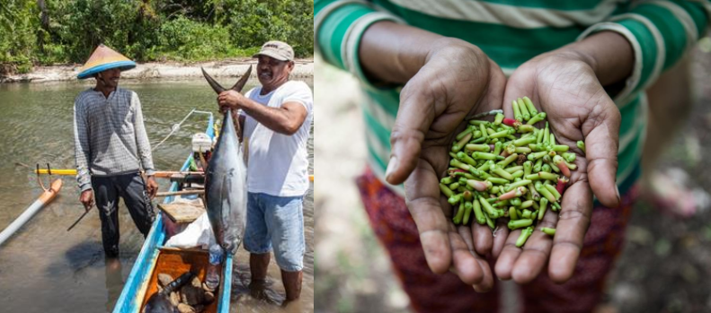 Vulnerability Assessment Maluku Province